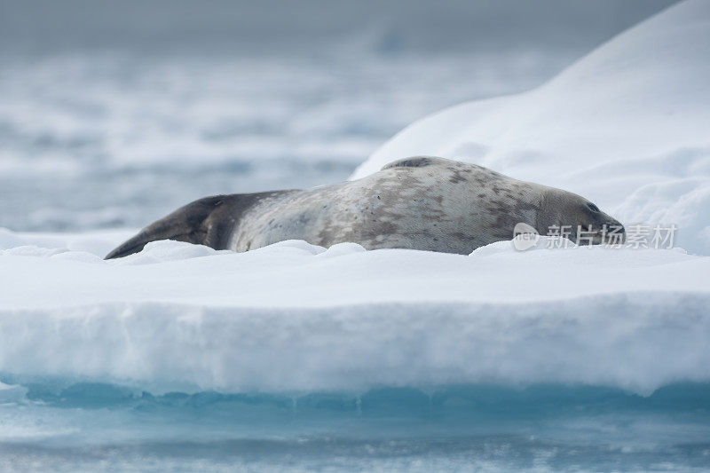 在南极洲弗兰德湾的一块浮冰上的威德尔海豹(Leptonychotes weddellii)